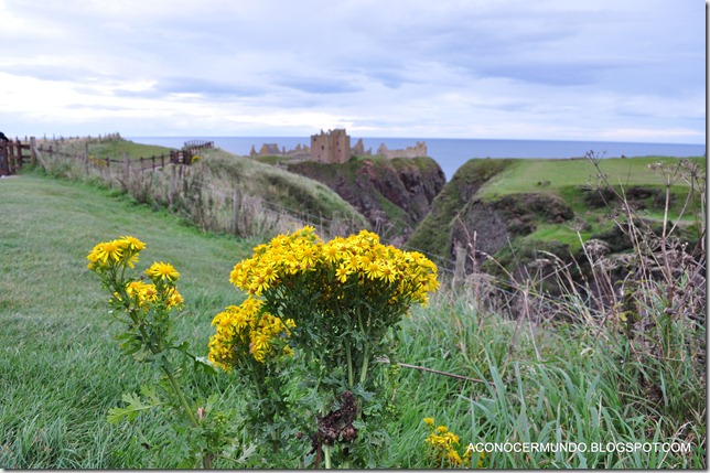 Stonehaven. Castillo Dunnotar-DSC_0295