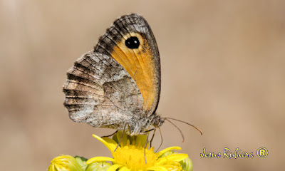 Pyronia cecilia de la colección de fotografías de Jesús Rubiera