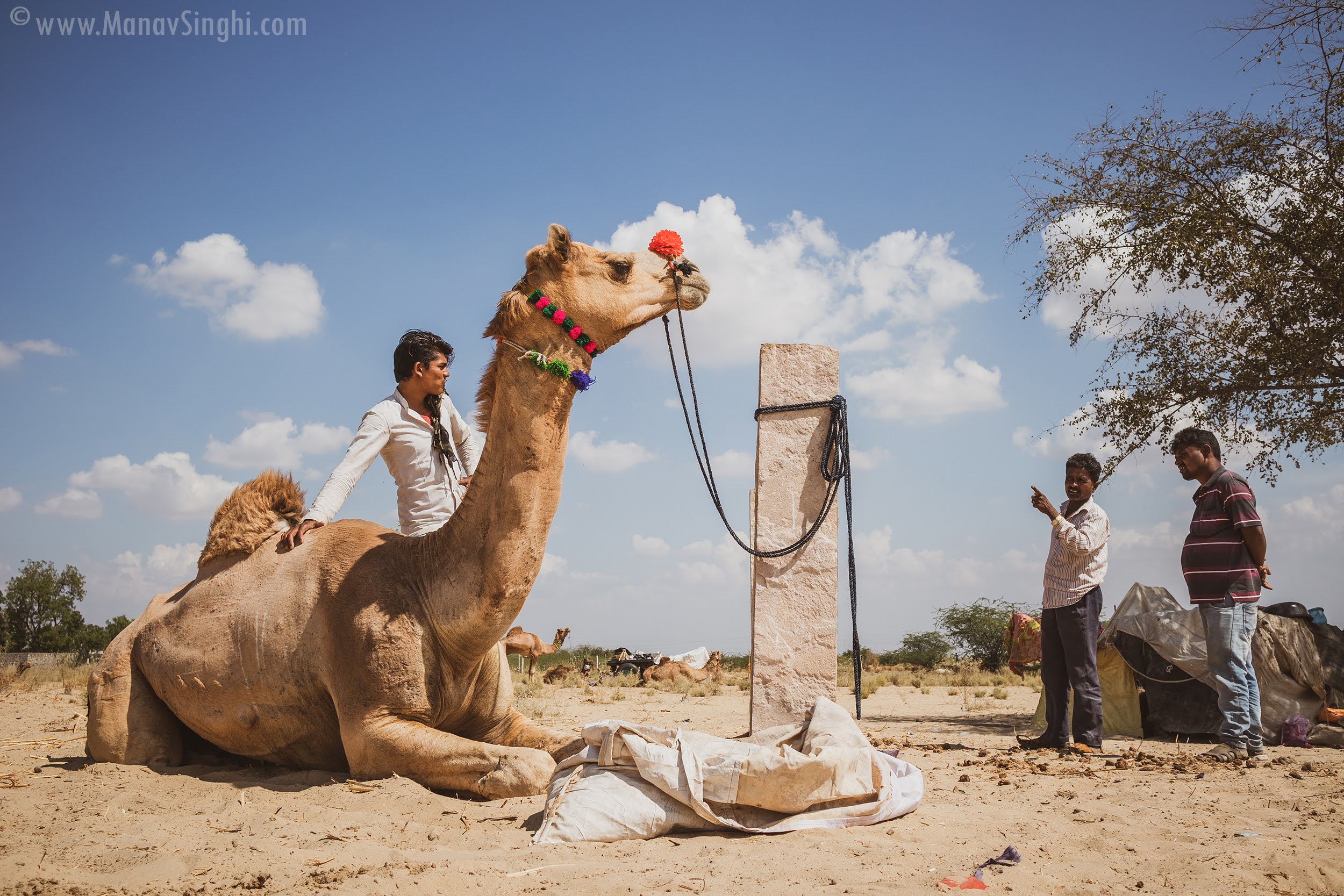 The Mallinath Cattle Fair, Tilwara 2023 - Biggest Cattle Fair in Rajasthan.