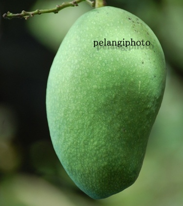 PART 1 : Buah-buahan dan Khasiatnya   : pelangi 