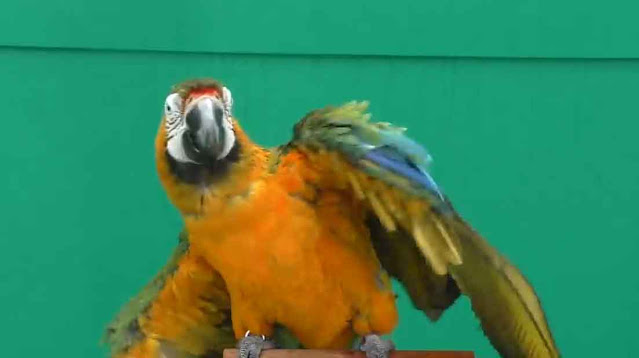 top 10 best parrots as pets