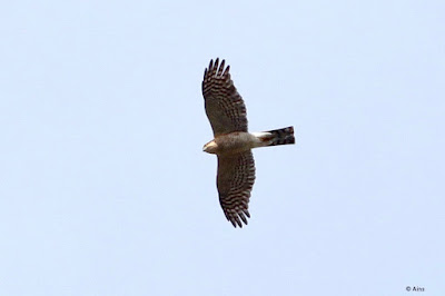 "Eurasian Sparrowhawk,winter visitor soaring above."
