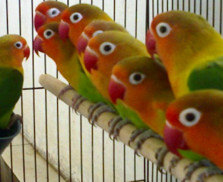 Cara Mengetahui Karakter Burung Lovebird Pada Saat Lomba