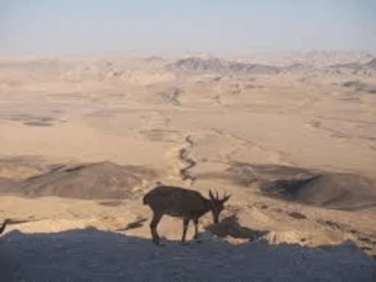 Veado-campeiro no deserto