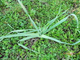 Σκόρδο άγριο-Allium sativum