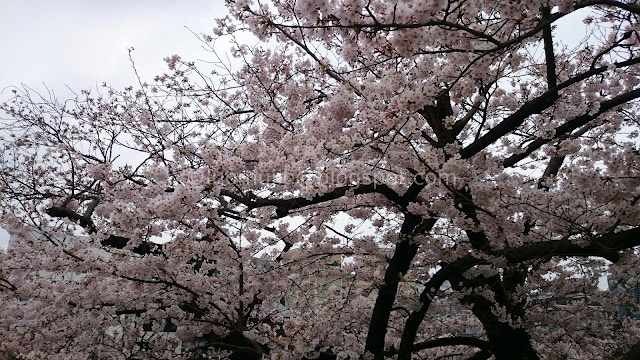 Japan cherry blossoms