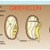 Gibberellin GA là gì và vai trò của Gibberellin GA