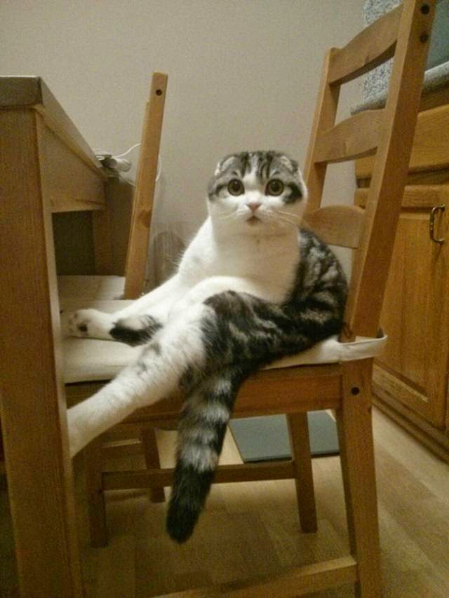 Cats Sitting in Unusual and Silly Positions