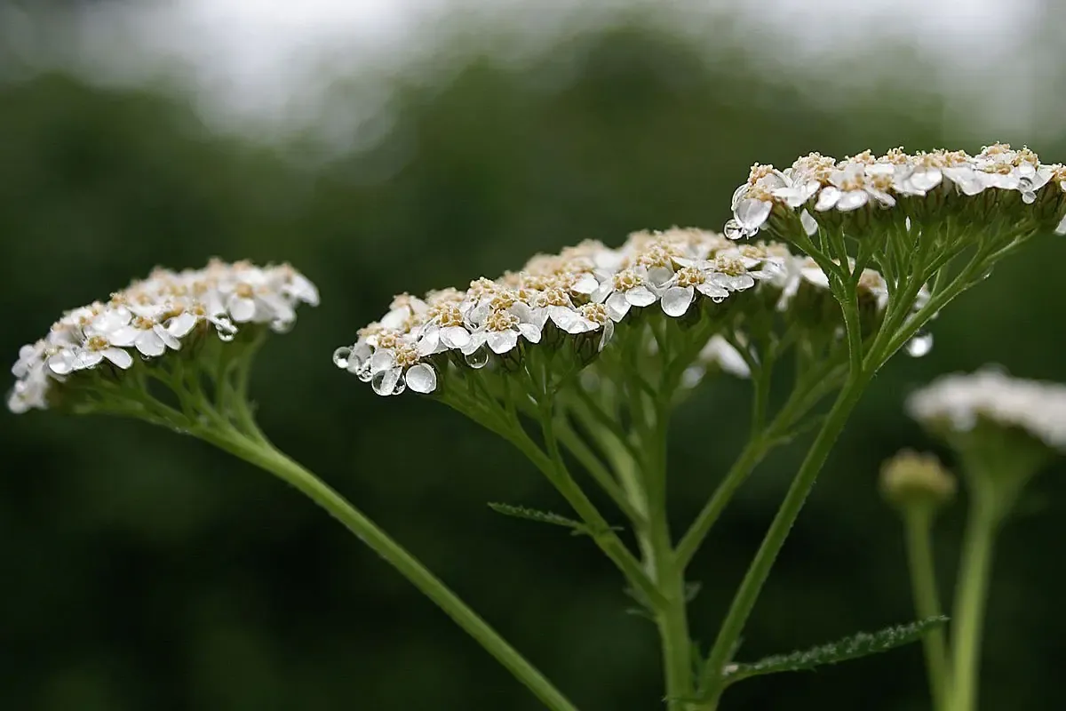 Why You Should Plant Yarrow in Your Garden