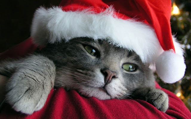 Free Download Christmas Pets HD Wallpapers  1280x800