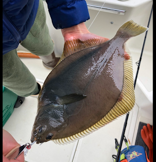 Yellowfin Sole (Limanda aspera)