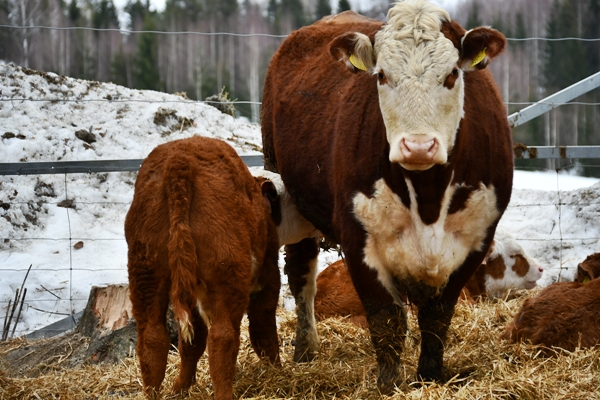 hereford kuer kalver