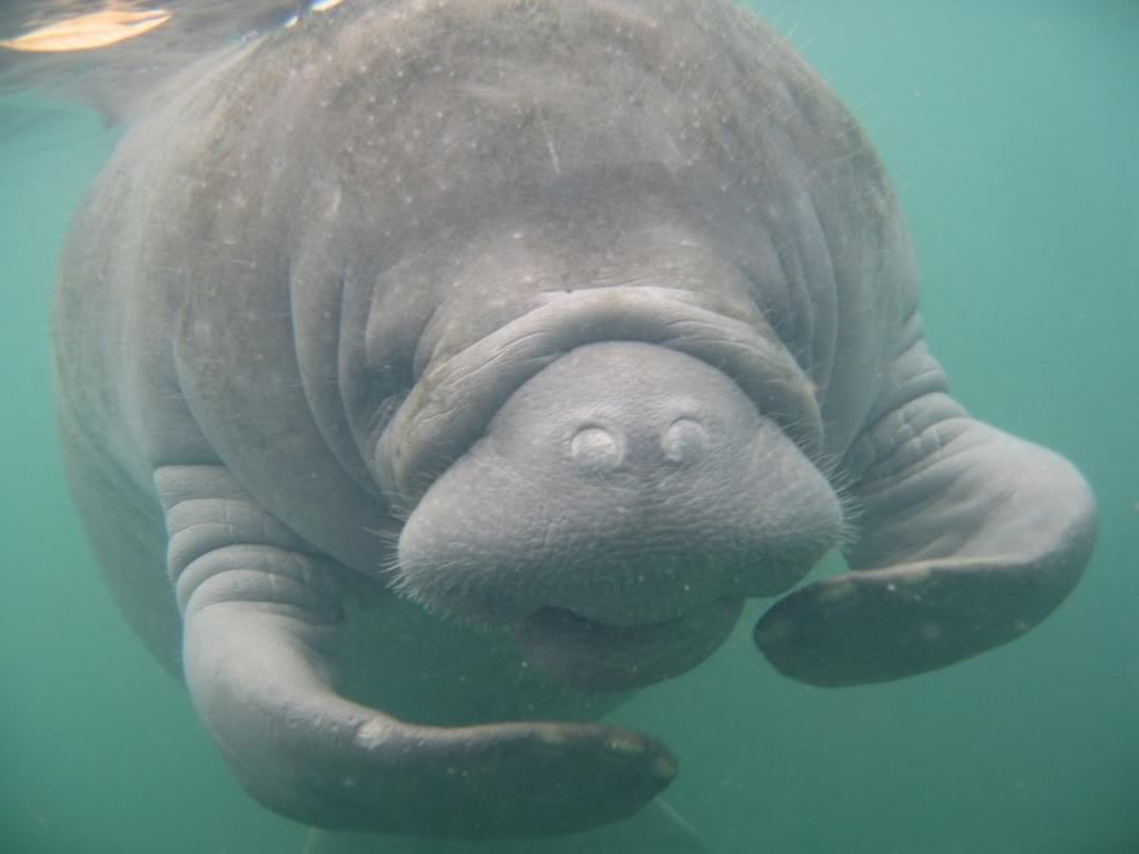 Let's Draw Endangered Species! : ): Manatees