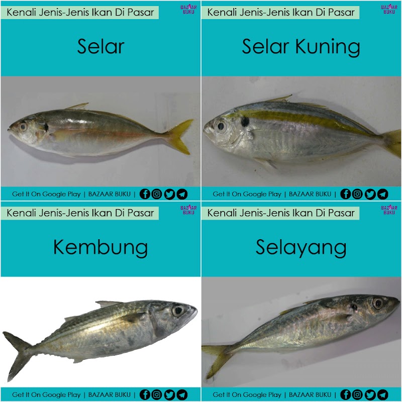 25+ Jenis Ikan