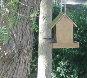 Bird on bird feeder