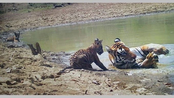 ಪನ್ನಾ: ಎರಡು ಹುಲಿ ಮರಿಗಳ ಜನನ