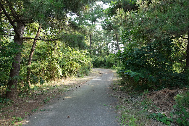 米子東病院の裏の松林公園