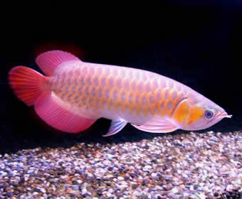 Spesis Ikan Sungai Pahang Air Tawar