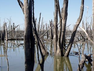 North Texas Duck Hunting/North Texas Duck Hunts/North Texas Retriever Trainers/North Texas Dog Trainers