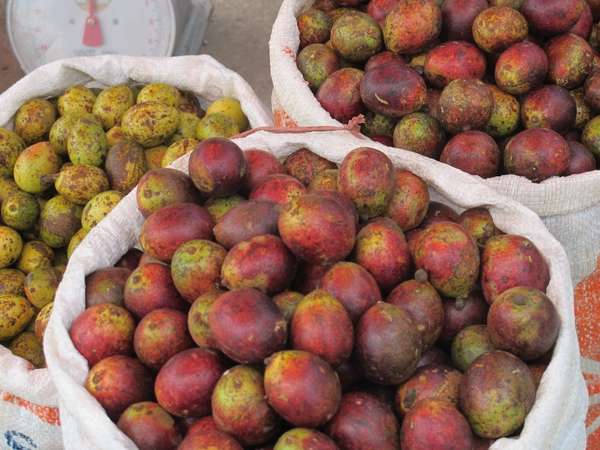 Cara Membudidayakan Tanaman Buah  Matoa 