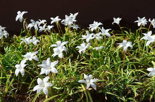 Zephyranthes Labuffarosa