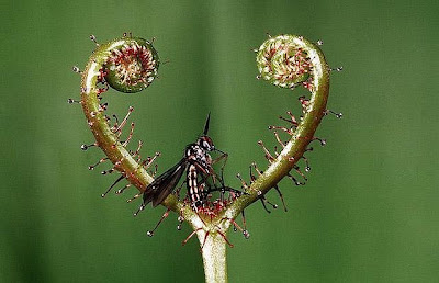 insect eating flowers