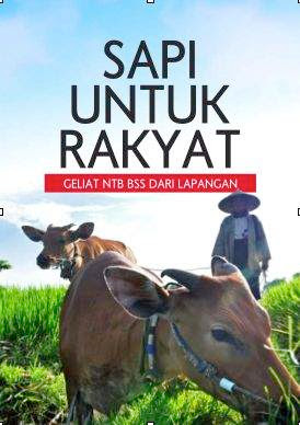 jejak_peradaban_sapi, lombok_bumi_sejuta_sapi