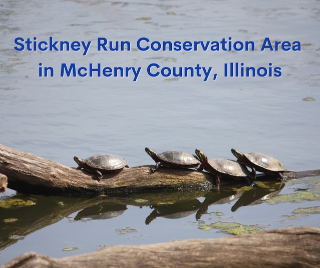 Turtles, Birds and  Beaver at Stickney Run Conservation Area in McHenry County, Illinois