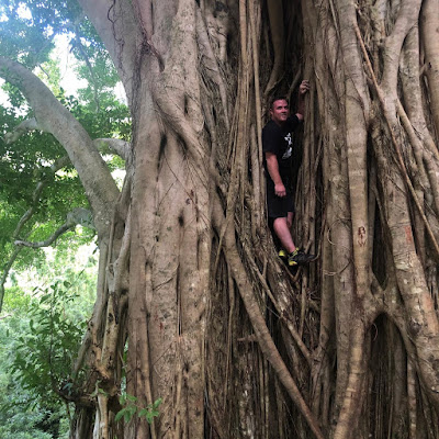 banyan tree, vacation, travel, explore, fun, nature