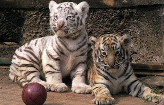 Tiger Cubs Pic