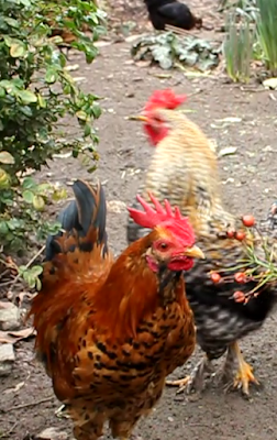 Adult poultry eating rose hips