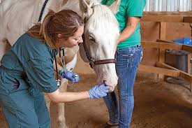 Horse Health Care - Treating Horse COPD Or Heaves