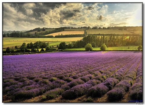 lavender