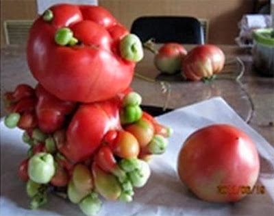 Mutant Fukushima fruits and vegetables