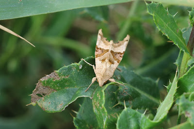 Agaatvlinder - Agaatflinter - Phlogophora meticulosa