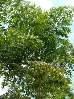 Caryota urens - Caryote brûlante - Palmier céleri à tronc simple