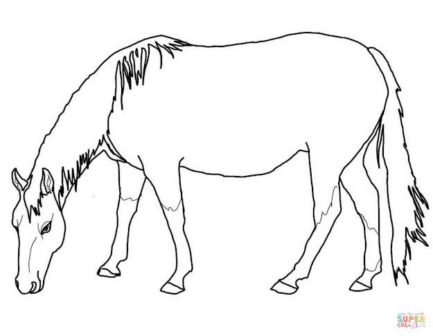 Grazing American Quarter Horse