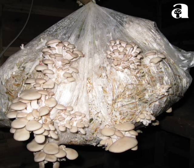 Seed Mushroom_2