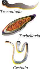 Filum Platyhelminthes Pictures