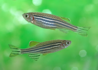 Zebra Danio Profile