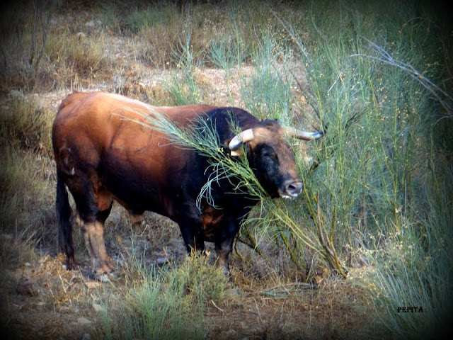 Lugros.Toros de la Peza