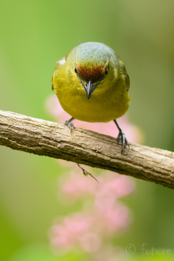 Oliiv-marjavint, Euphonia gouldi, Olive-backed Euphonia, vint