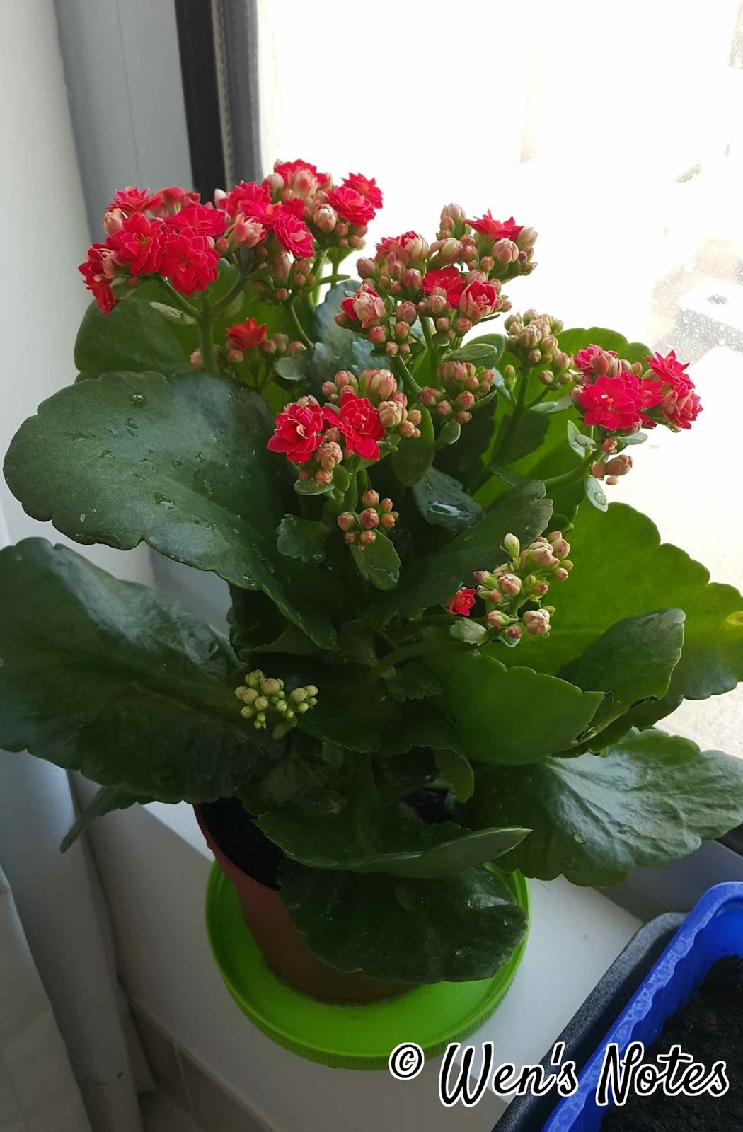 Kalanchoe Care Wen s Notes