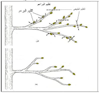 تقليم البونساي ,تشحيل الاشجار ,قص الاشجار, البونزاي , الشجرة القزمة , تقزيم الاشجار اليابانية ,تقليم اشجار البونسايTrim the bud for bonsai trees