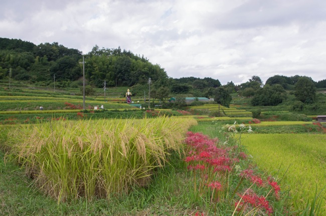 Pentaxkr0925 5586