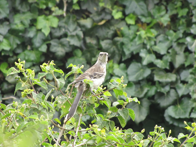 Mimus saturninus  Calandria grande