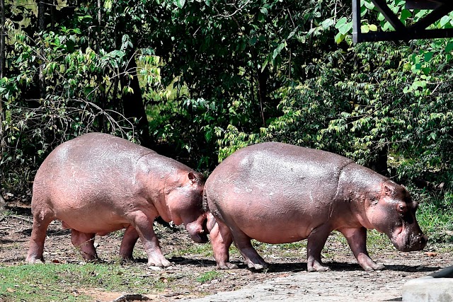 Hipopótamos da Colômbia aumentam a população e tornam-se grave problema ambiental