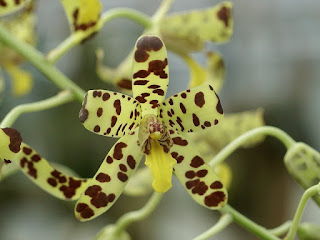 Orchidée léopard - Ansellia africana