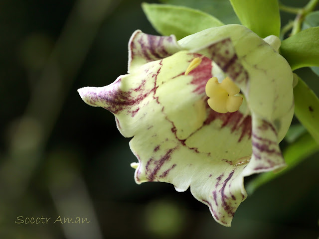 Codonopsis lanceolata