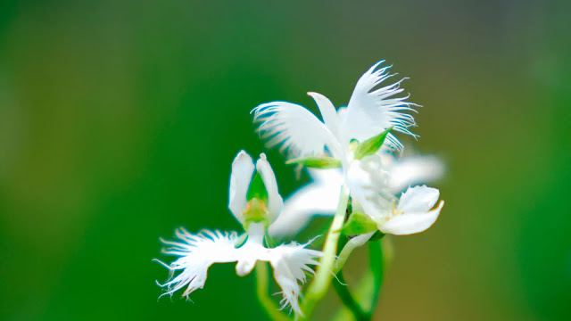 White Egret Orchids